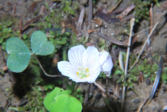 Oxalis acetosella